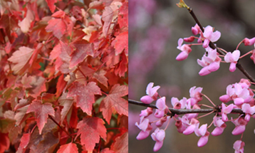 red maple and redbud trees