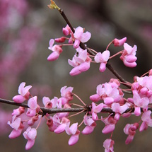 redbud tree