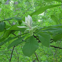 umbrella magnolia tree