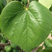 weeping rosebud tree