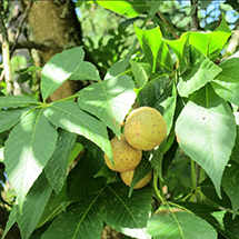 Ohio Buckeye