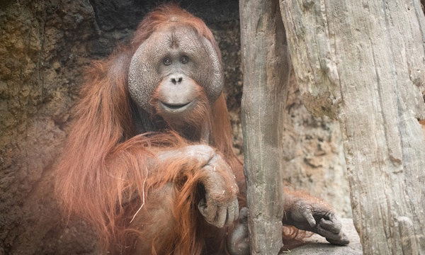 Orangutan