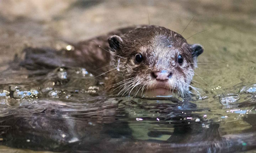 Otters