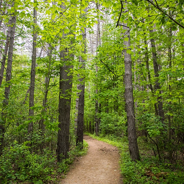 Trail in Rocky River