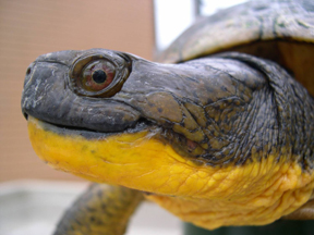 smiling turtle