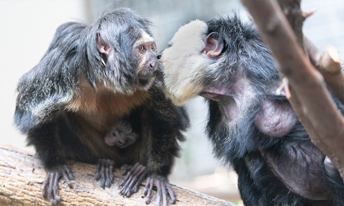 Primate, Cat and Aquatics