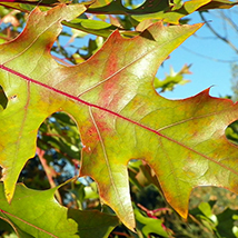 Small red oak tree