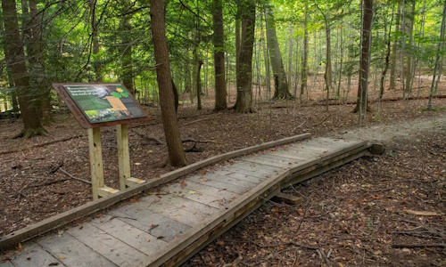 Wooden Bridge in Forest