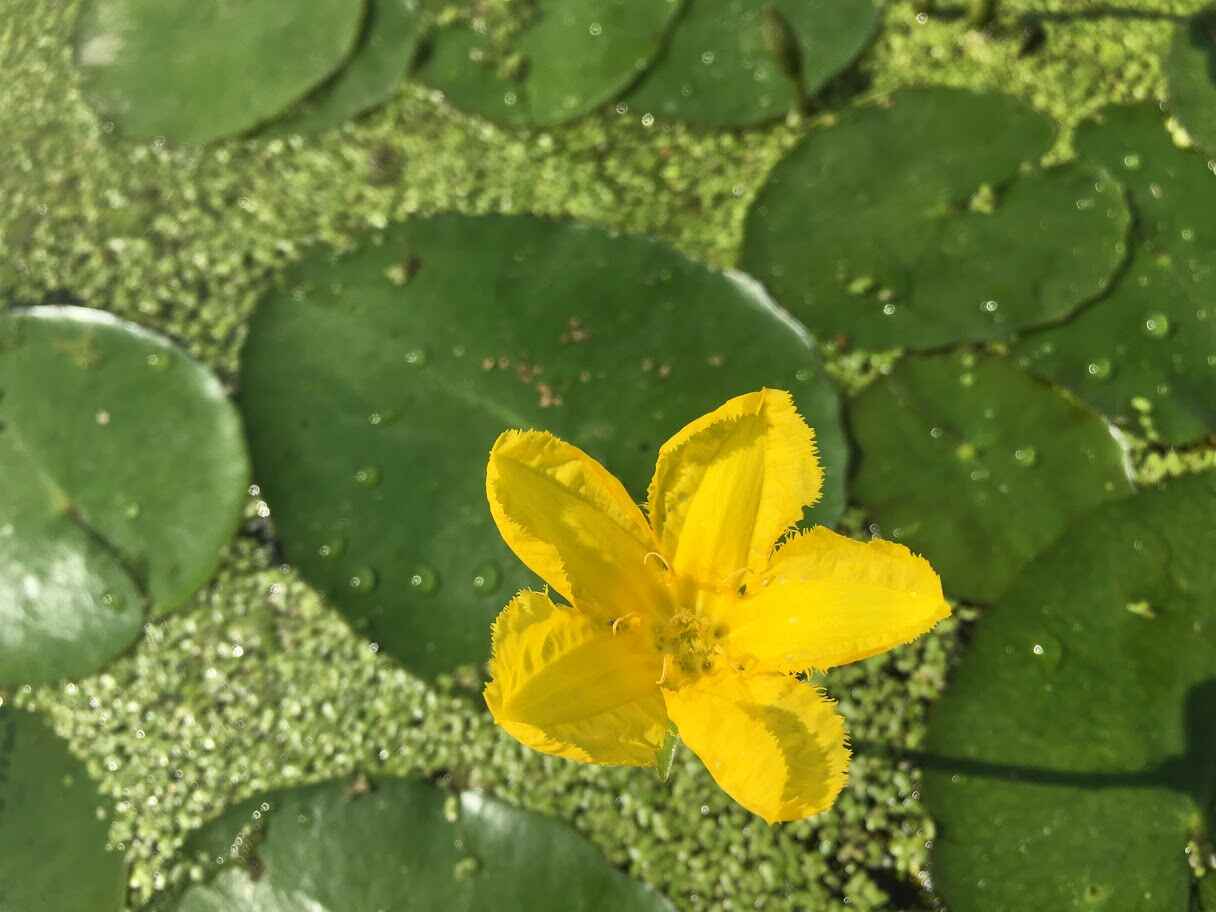 yellow flower on green leaves on top of water