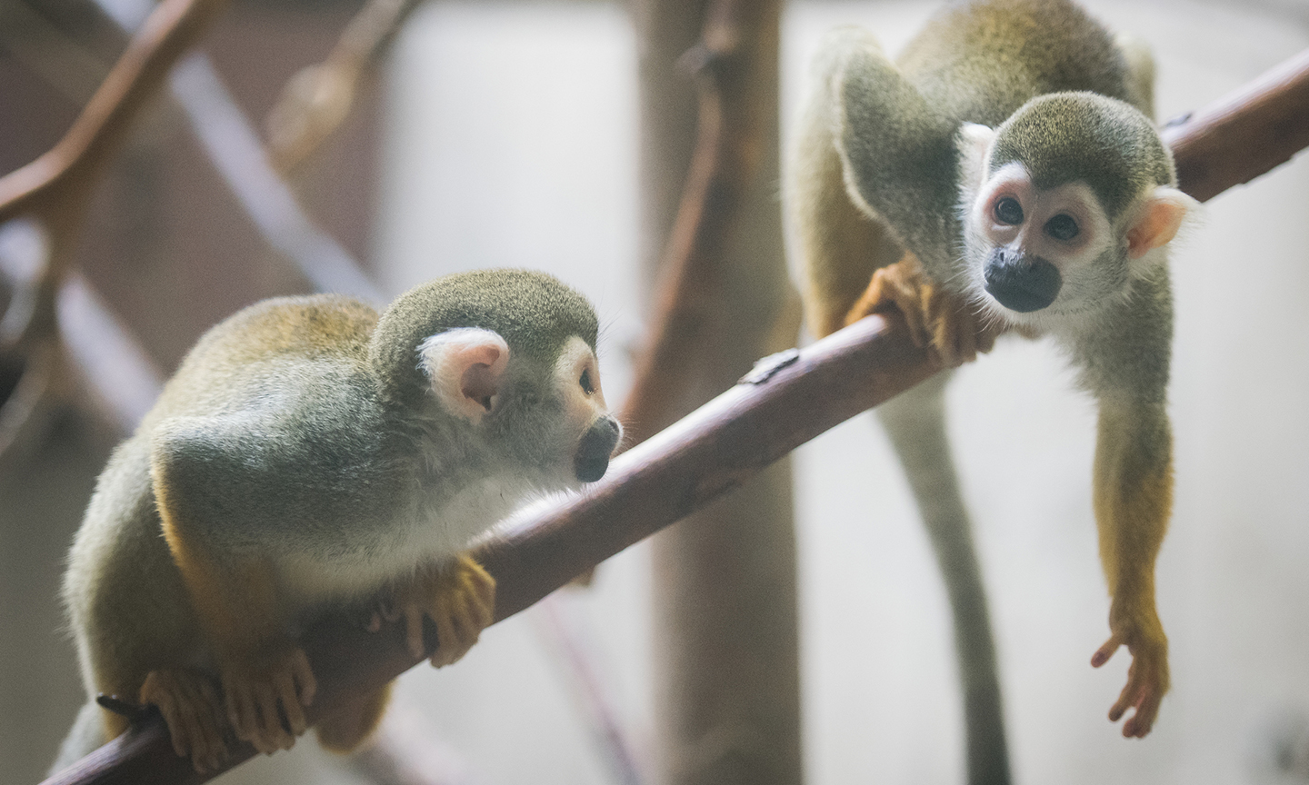 Two monkeys on a branch