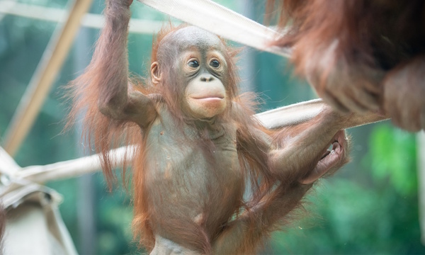 baby orangutan named zaki