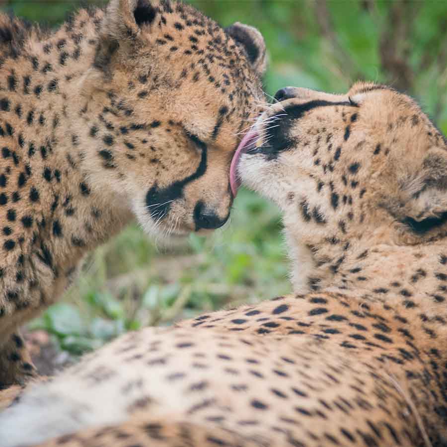 cheetah licking another cheetah's head