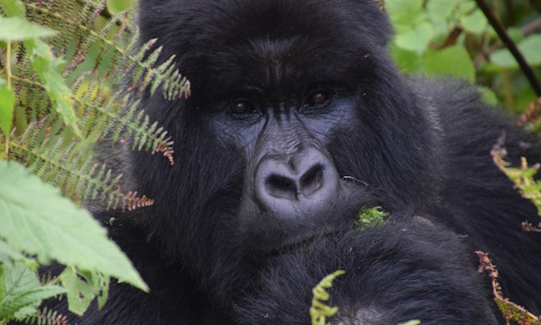 gorilla close-up