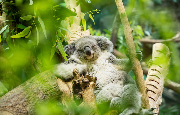 koala sleeping in tree