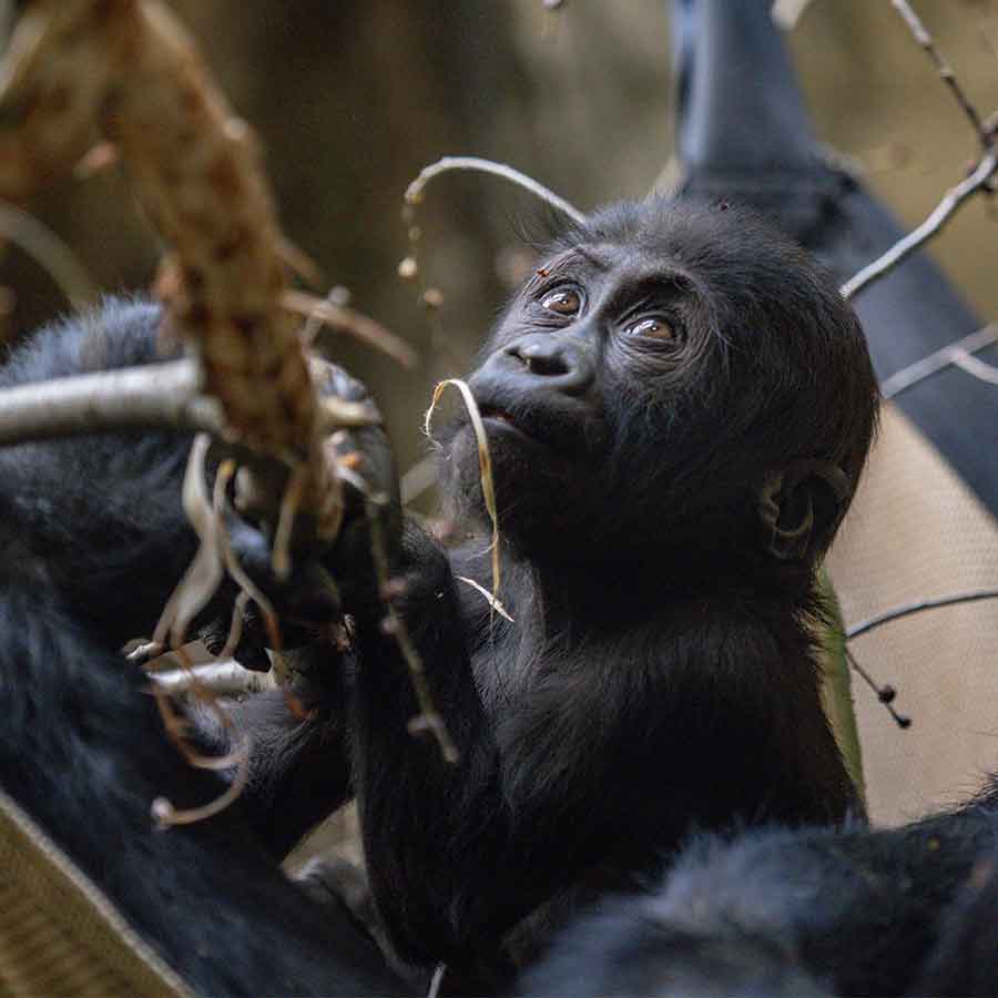 baby gorilla named kunda