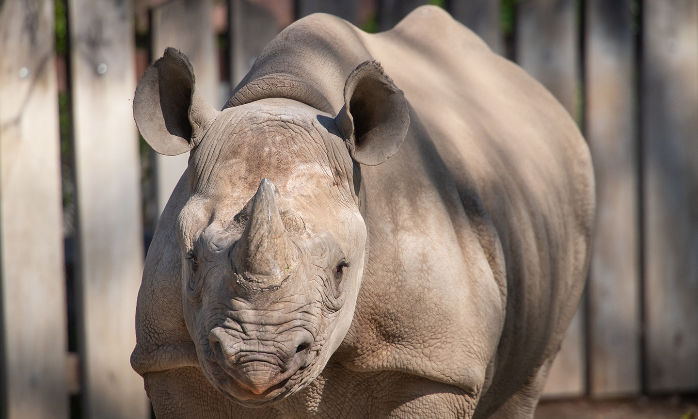 front-view of rhino