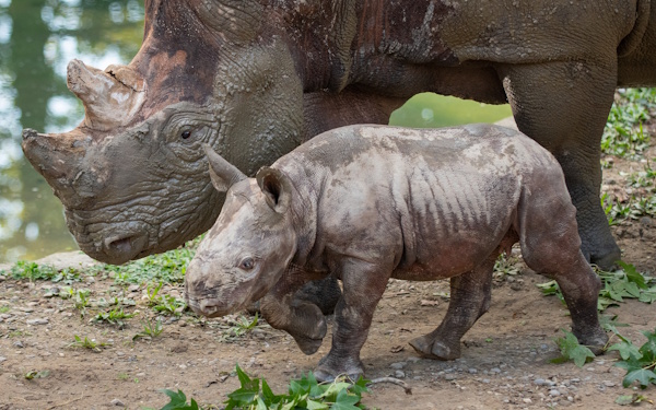 rhinos