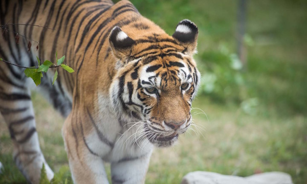 tiger close-up