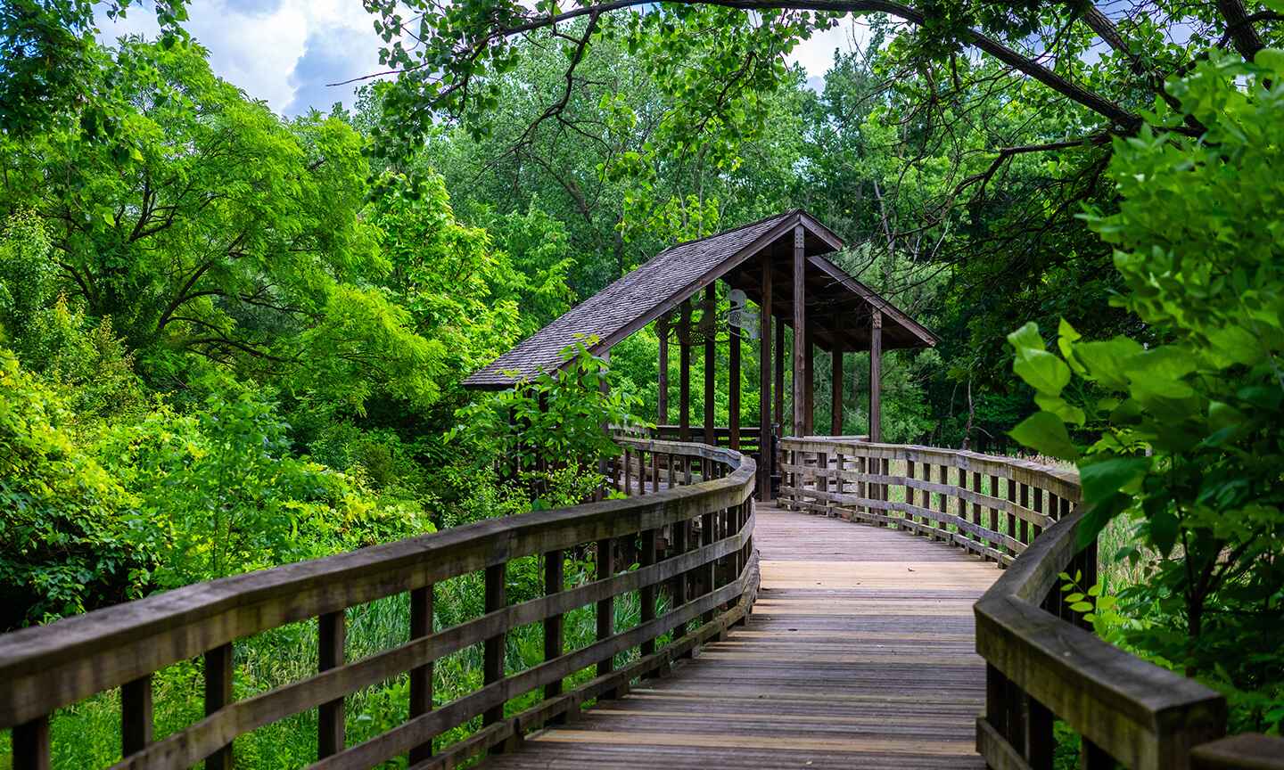 green trees around wooden bridge