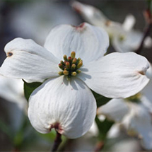 dogwood flower