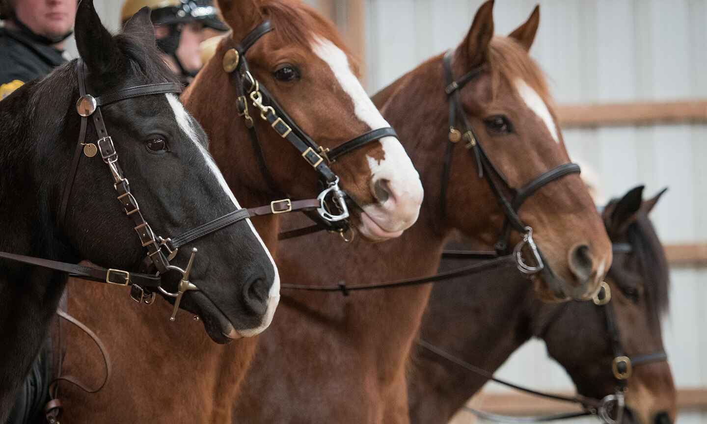 Close-up of four horses in bridles, standing in a row, with riders in the background.