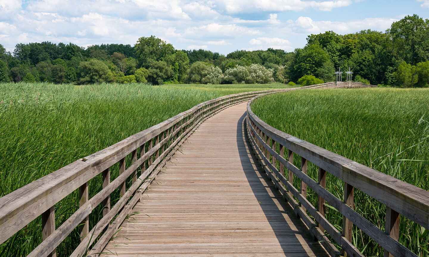 bridge on green fields