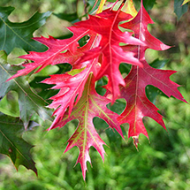 Scarlet Oak Plant