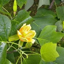 Tulip Tree