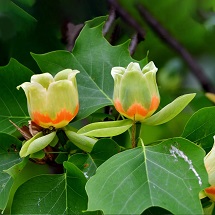 Tulip Tree