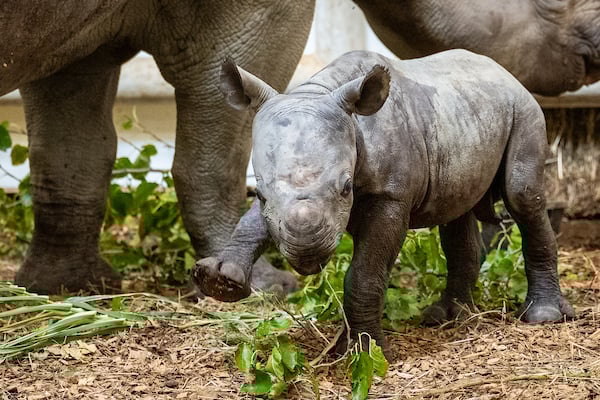 Baby Rhino Calf at Cleveland Metroparks Zoo