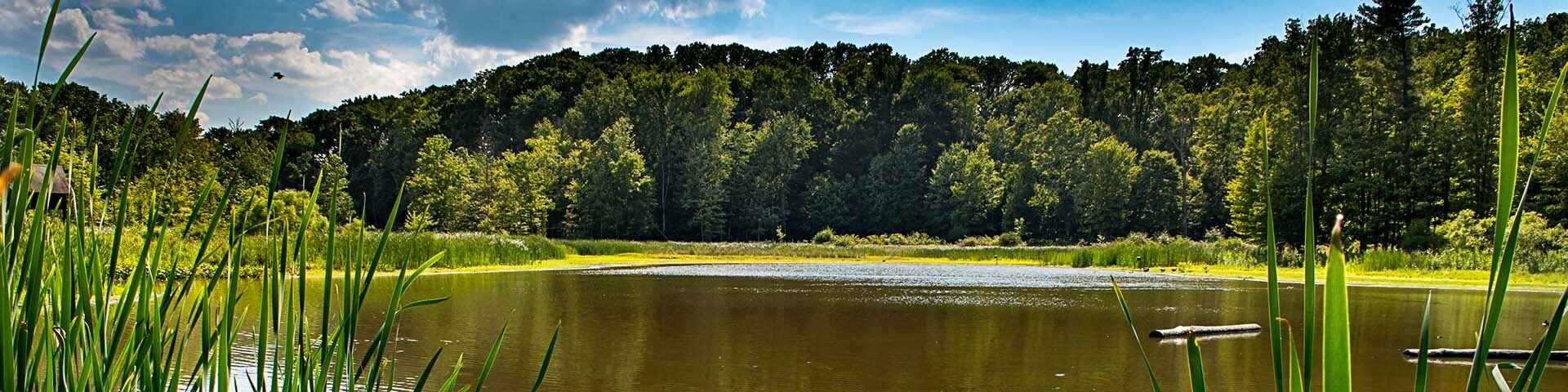 lake with trees around