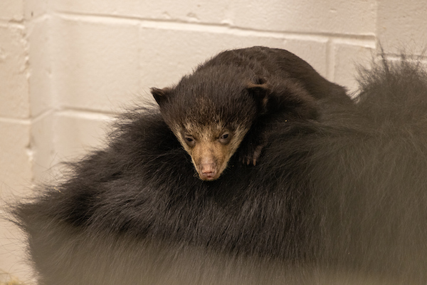 Photo of Sloth Bear Baby