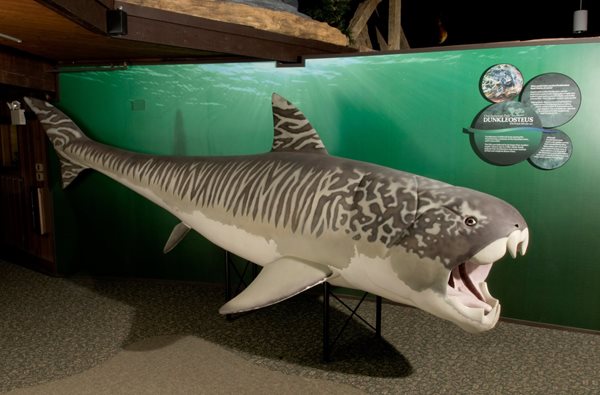 Model of a shark