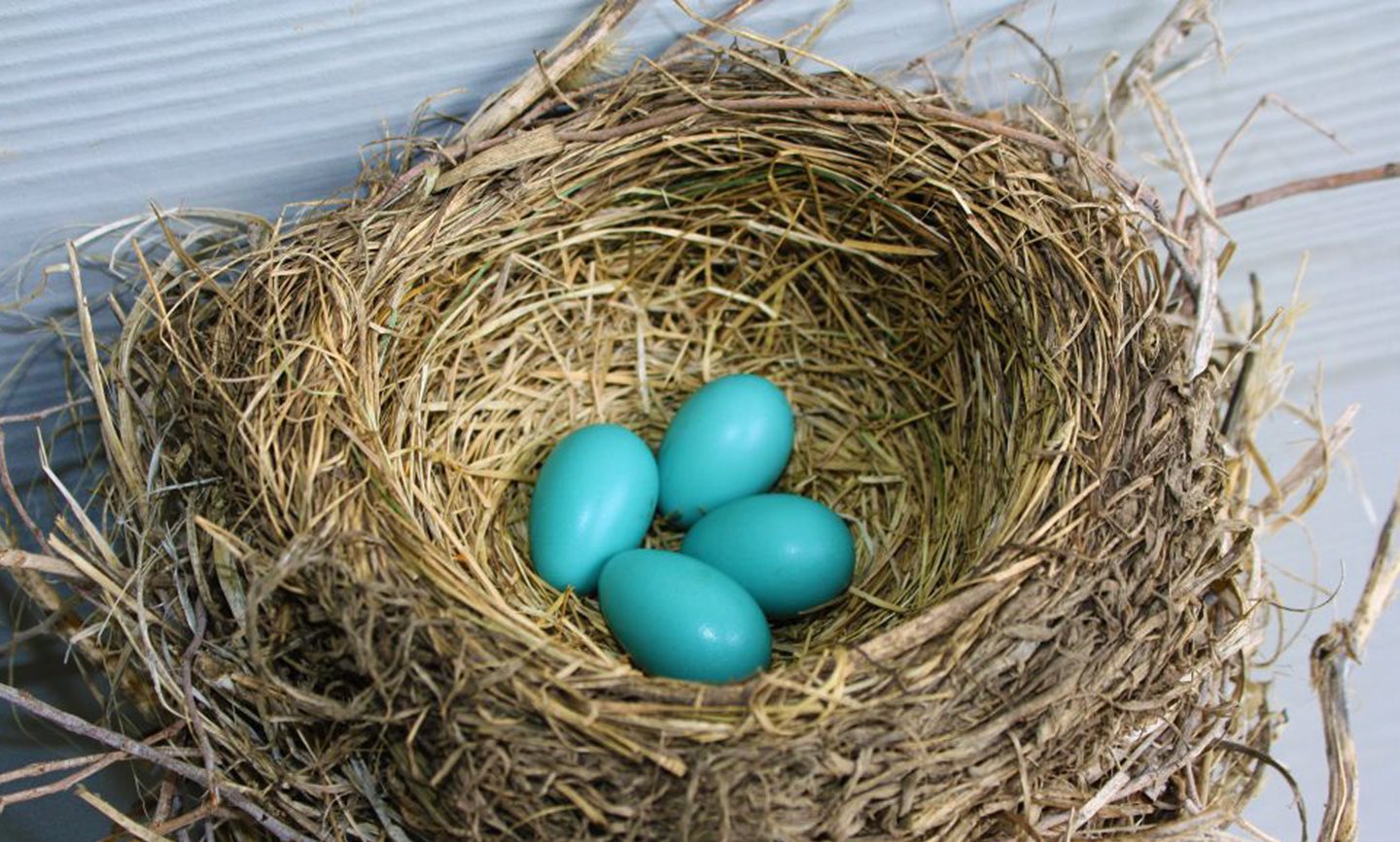 Blue eggs in a birds nest