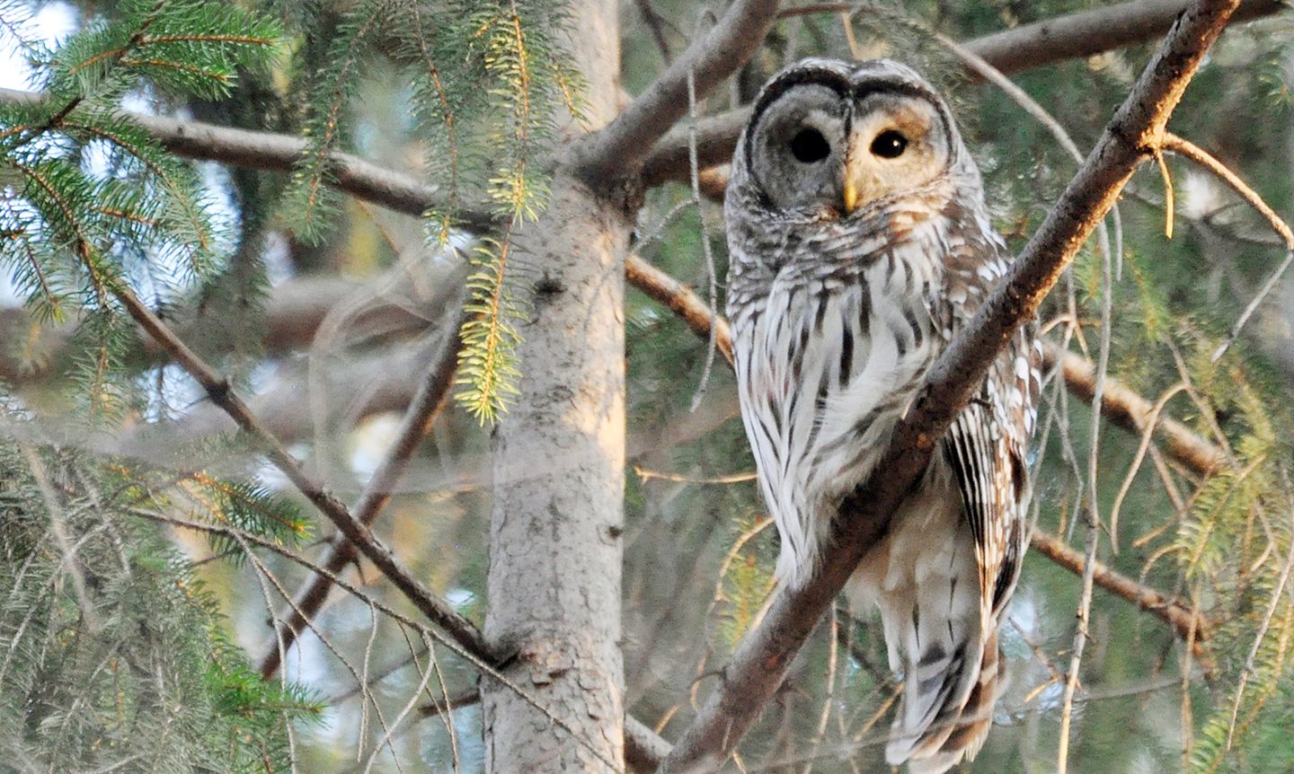 Owl sitting on a branch