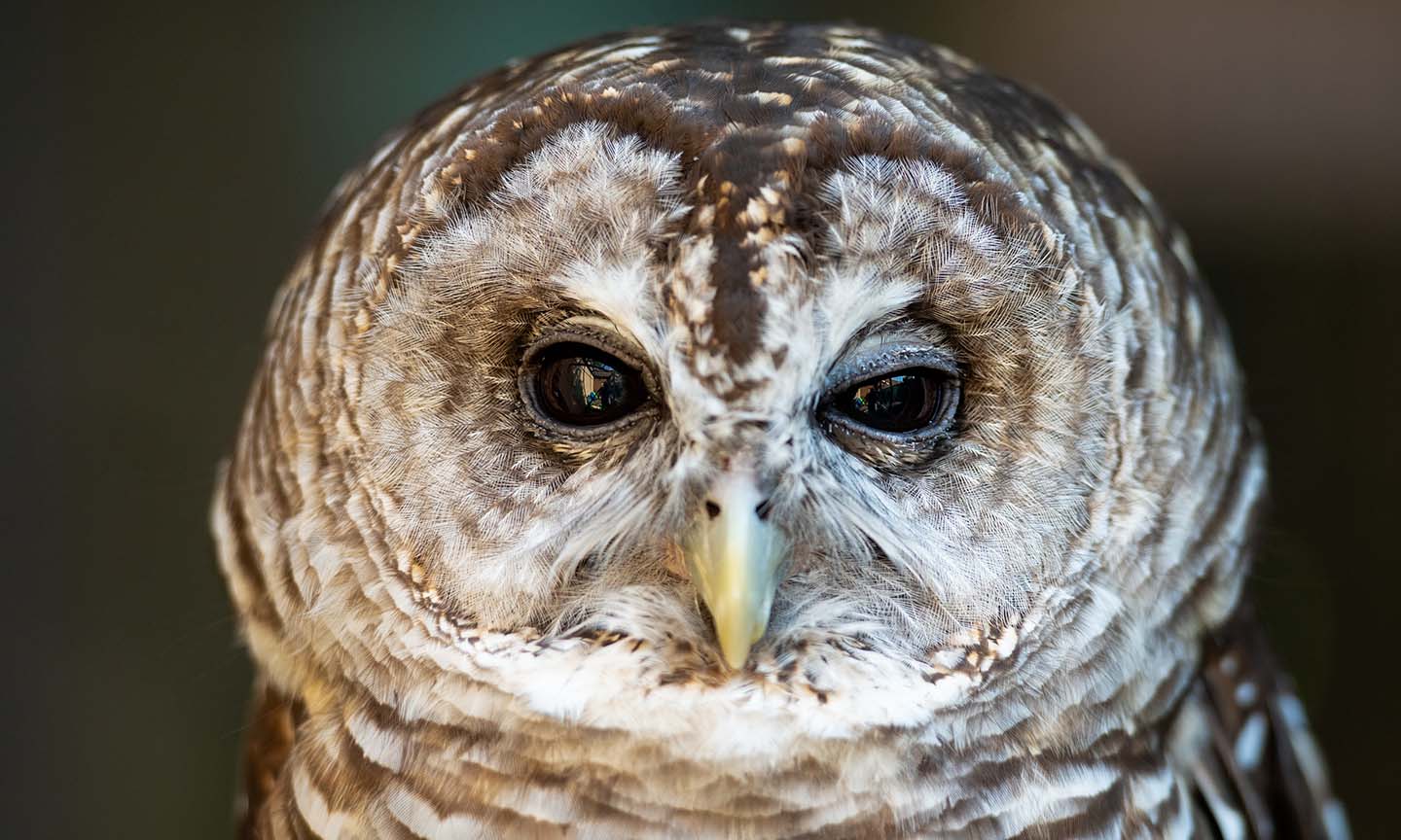 barred owl