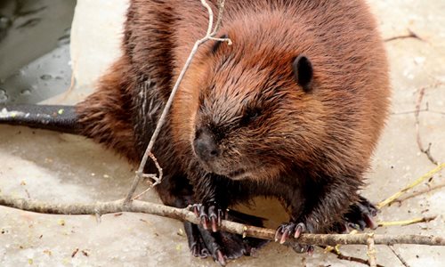 Beaver holding a stick