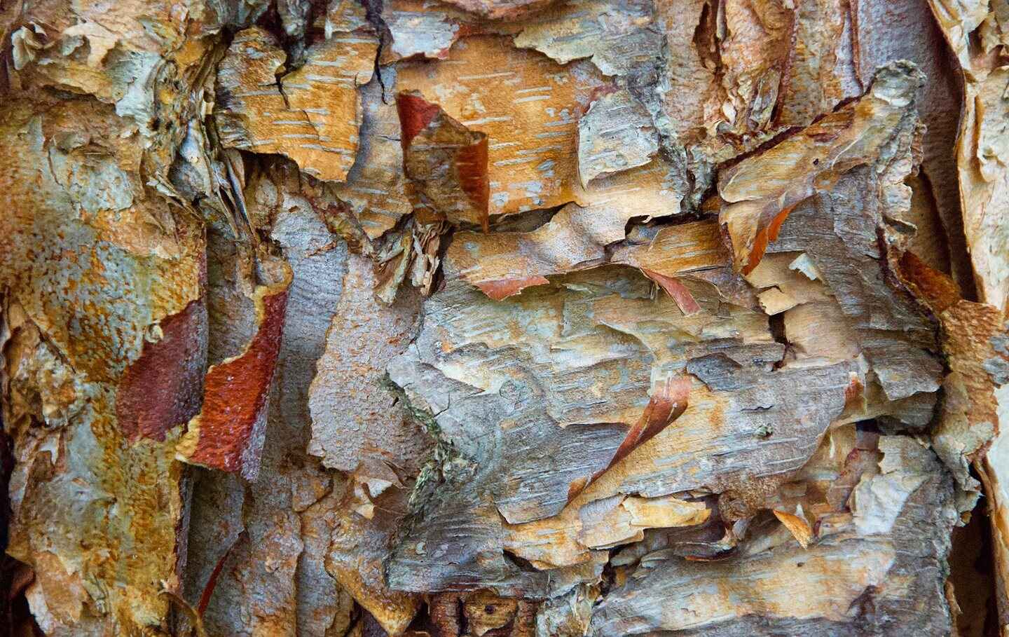 Tree bark close up