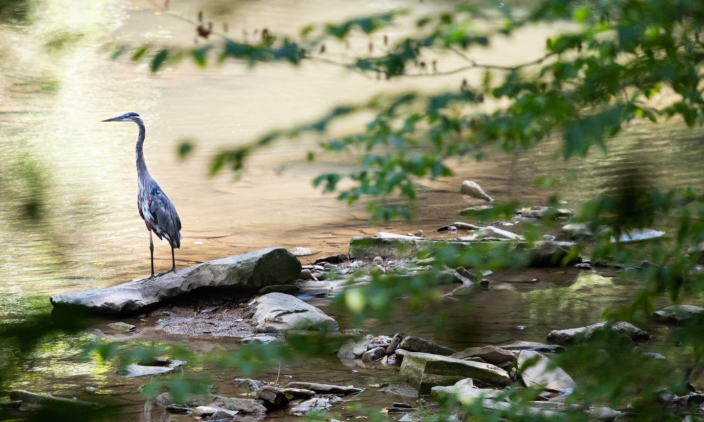 blue heron