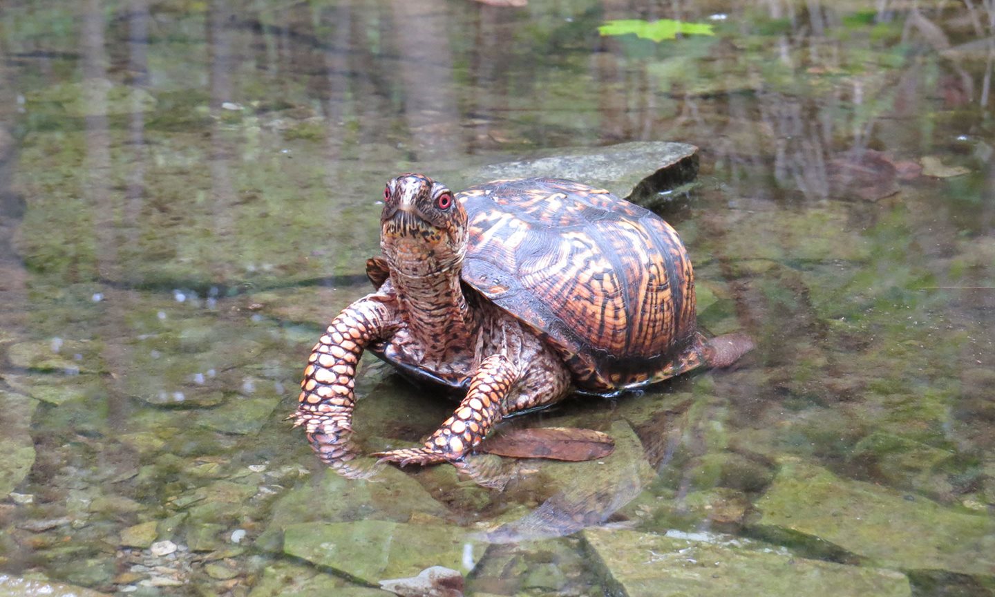 Turtle sitting in the water