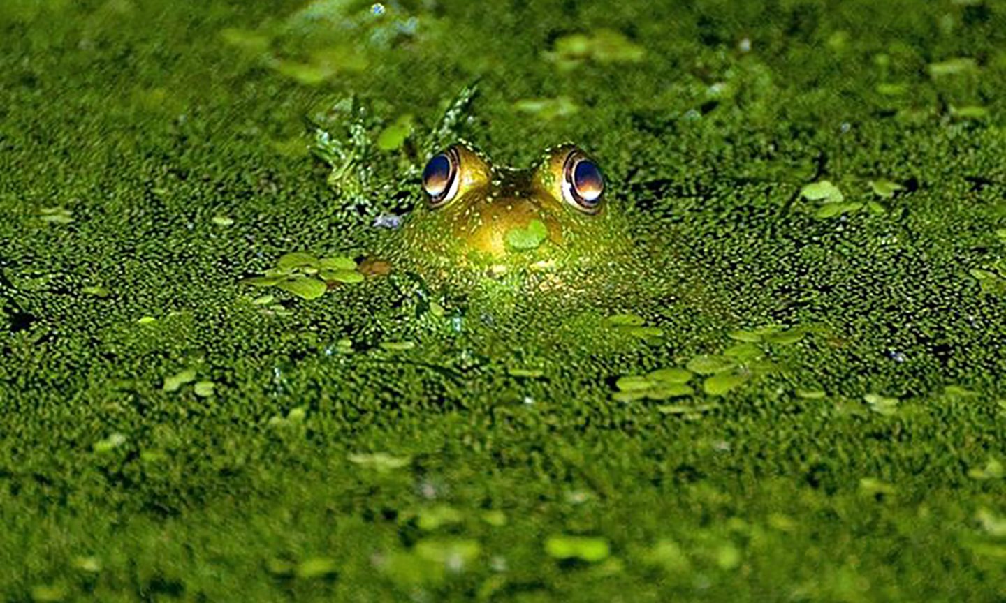 Bullfrog in a pond