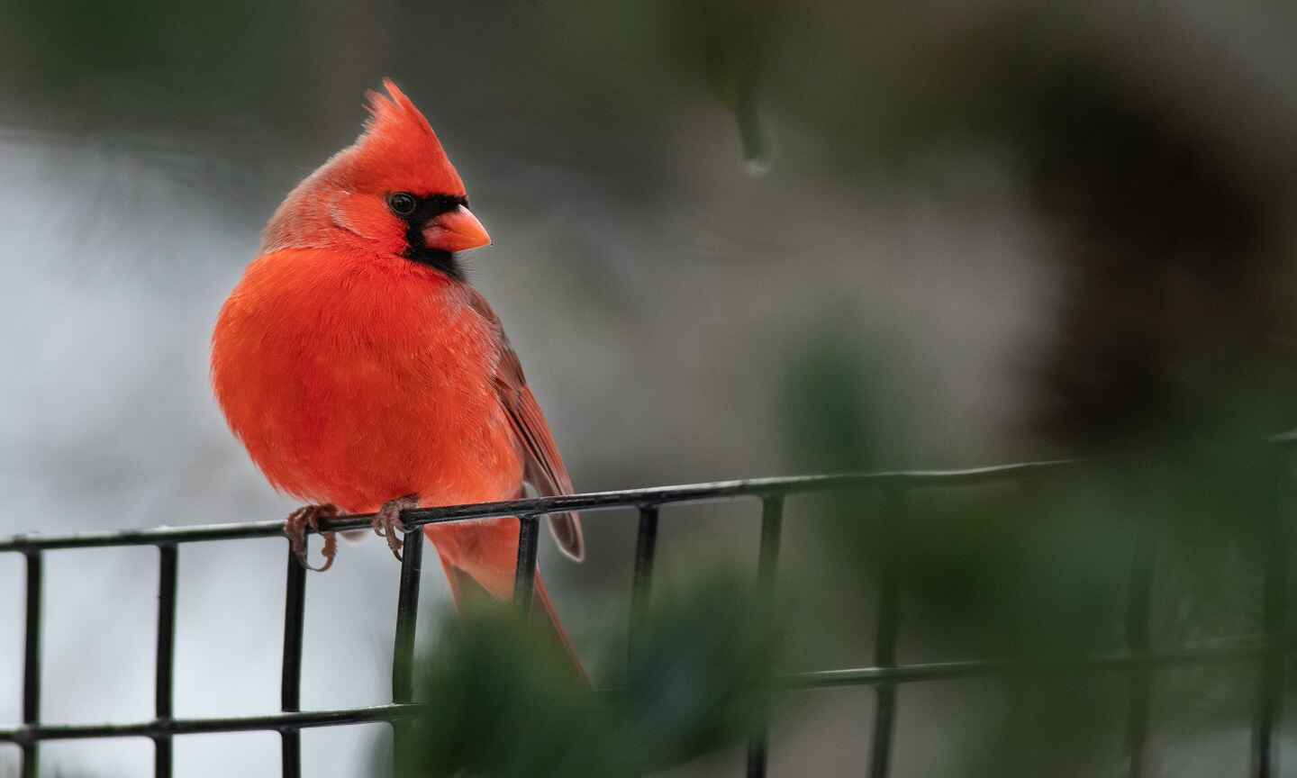 Cardinal bird sitting on a fence