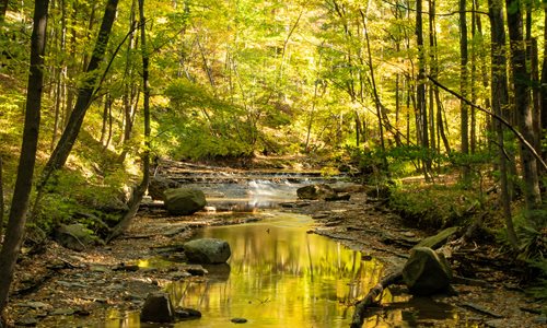 Creek among the trees