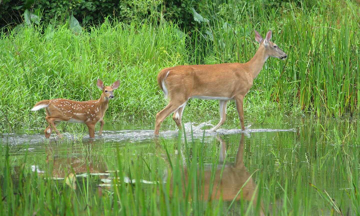 Two deer in a marsh