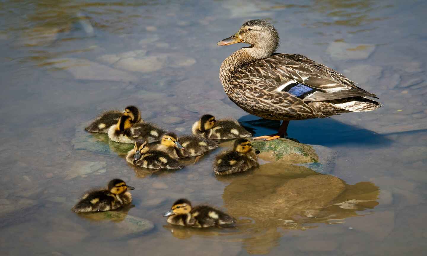 Duck and ducklings in the water