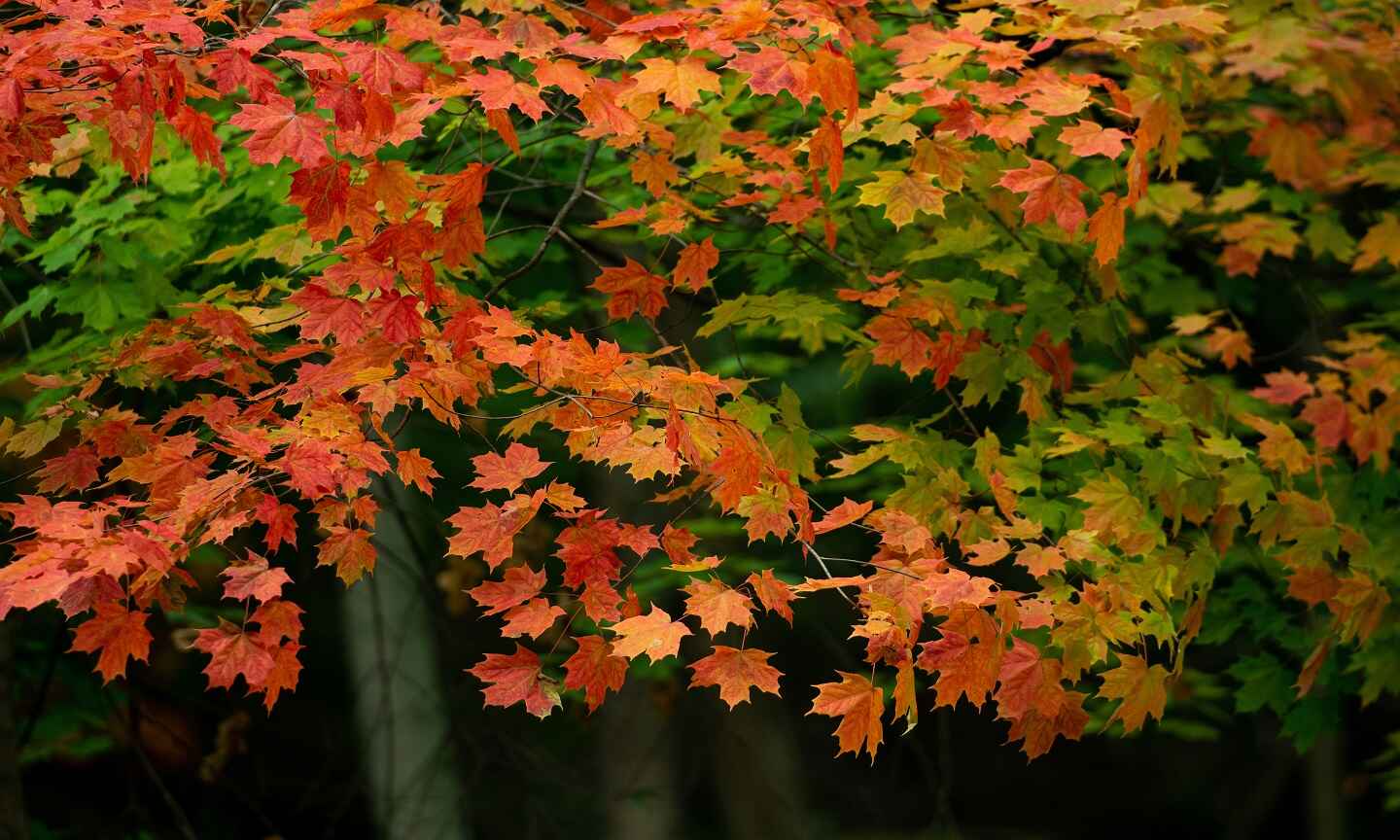 Autumn-colored leaves on a tree