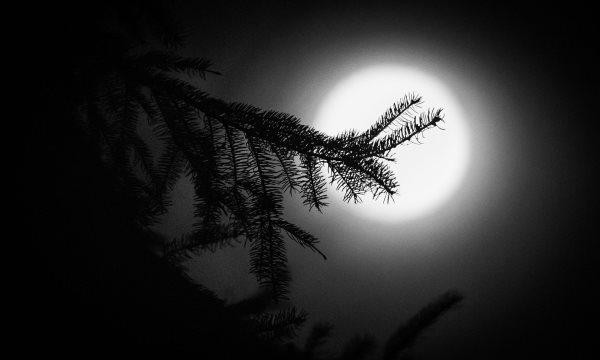 Tree branch in front of the moon