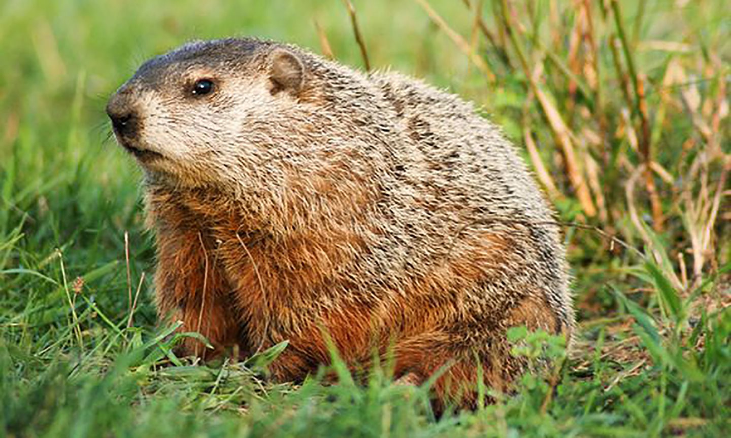 Groundhog in the grass