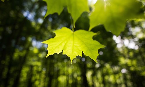 Yellow leaf in a forest