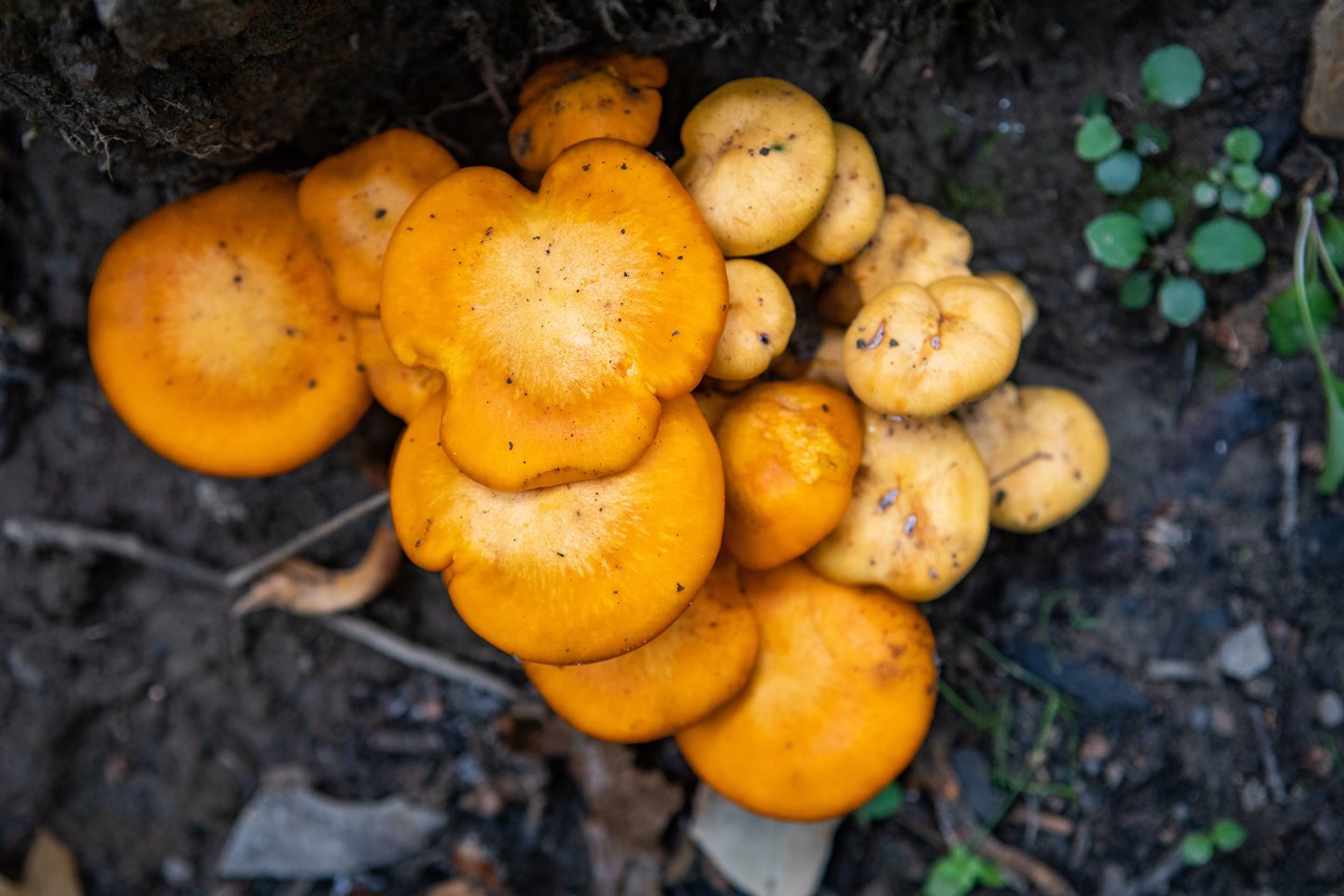 Group of mushrooms in the wild